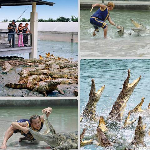 南顺鳄鱼园成人票